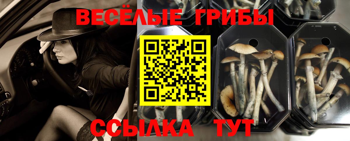 Артём  Псилоцибиновые грибы Magic Shrooms  Вход с VPN 